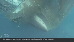 1 in 5 migratory species at risk of extinction, UN report says News Clip