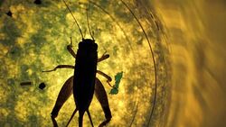 Insect Stock Footage