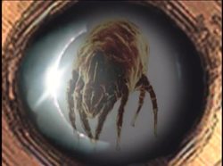 Late Scientific Revolution - Antonie Van Leeuwenhoek Instructional Video