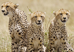 Reproducción Instructional Video