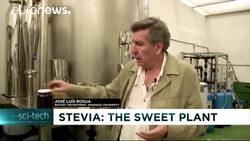 Spanish farmers look for sweet success from Stevia plant News Clip