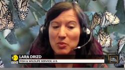 Climate Change Affects Butterfly Population News Clip