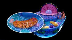 Is There A Simple Solution To The Fermi Paradox? Instructional Video