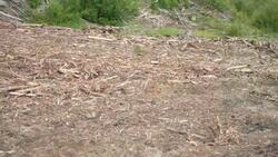 Three Yukon communities receive money to reduce risk of wildfire News Clip