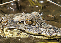 Caiman Instructional Video