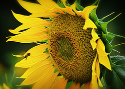 Pollination - Pollen Transfer Instructional Video