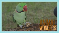 Zapper the Parakeet Playing Outside Instructional Video
