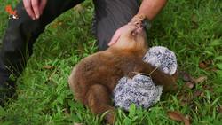 POOPING A SLOTH! Instructional Video