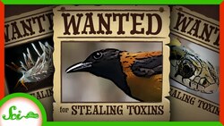 5 Toxins Animals Steal For Themselves Instructional Video