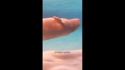 Captivity might be best for Marineland's 30 belugas: researchers News Clip