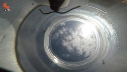 BITTEN by LEECHES! Instructional Video