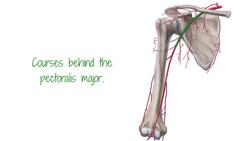 Axillary artery Instructional Video