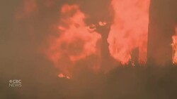 #TheMoment a reporter rescued a woman's chickens from L.A. wildfires News Clip