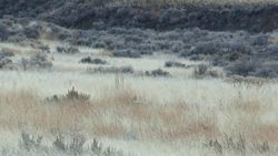 Bighorns at the Junction: effects of disease Instructional Video