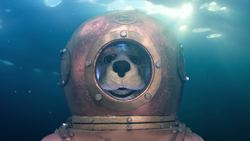 Animal Alphabet: P is for Parrotfish Instructional Video