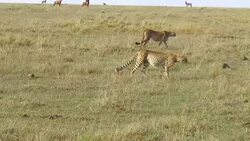 cheetahs hunting in savanna at africa Stock Footage