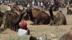 Pushkar Camel Fair, India Stock Footage