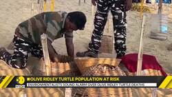 Environmentalists sound alarm over olive ridley turtle deaths News Clip