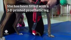 Legless dog receives 3D printed prosthetic News Clip