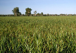 Autotroph Instructional Video