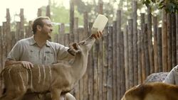 Come of the Journey Of Breakfast Time For These Cute Hoofed Baby Animals Instructional Video