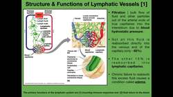 Anatomy & Physiology of the Lymphatic Vessels Instructional Video