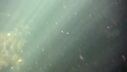 Underwater at Cenote in the Yucatán Peninsula, Mexico Stock Footage
