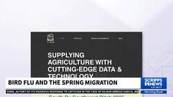 It's spring migration season. Here's what that means for bird flu News Clip
