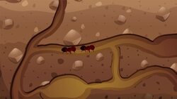 I WONDER - Where Do Ants Live? Me Pregunto - Dónde Viven Las Hormigas? Instructional Video