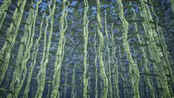 Scientists unravel mystery behind disease that is killing bald eagles Instructional Video