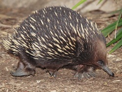 ¿Qué es un mamífero?: diferentes tipos de mamíferos Instructional Video