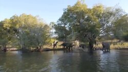 Herd of elephants drinking water from Zambezi News Clip
