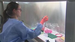 UK: Scientists at Liverpool School of Tropical Medicine testing samples of Covid-19 News Clip