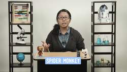 Food Webs Instructional Video