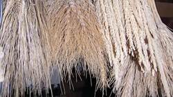 Spelt: A Promising Ancient Grain in the Modern World Instructional Video