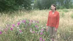 Endangered Species Act change could affect monarch News Clip