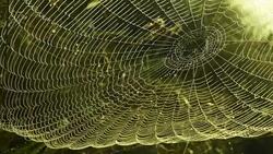 Spider web in the autumn sun Stock Footage