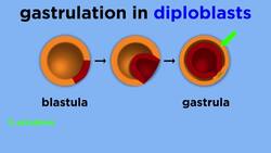 Stages of Animal Development: Cleavage, Gastrulation, Organogenesis Instructional Video