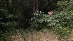 Animal Alphabet: H is for Happy Faced Spider Instructional Video