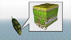 Outbreak of coffee rust threatens Latin American coffee supply Instructional Video