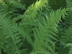 Origin and Diversity of Plants: Seedless Vascular Plants Instructional Video