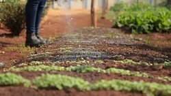 cultivation and harvesting of lettuce irrigation Stock Footage