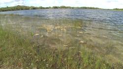 Water Smart: Water on Earth - Estuaries Instructional Video