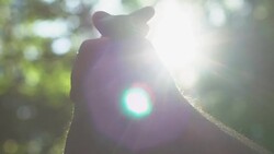 Gay couple tenderly stroking hands in sunlight, true love, minority rights Stock Footage