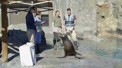 How to Get a Sea Lion to Participate During Health Checkups Instructional Video