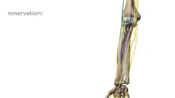 Musculus extensor pollicis brevis Instructional Video