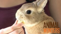 Meet & Greet: Cheeks and Pearl Instructional Video