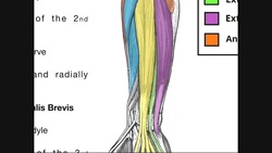 Posterior Forearm Muscles | Superficial Layer Instructional Video