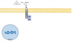 JAK-STAT Signaling Pathway Instructional Video