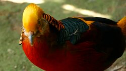 Magnificent elegant male of Chinese Red Golden pheasant, Chrysolophus Pictus outdoors. Dazzling Conspicuous Handsome wild exotic bird with Spectacular Plumage and Colorful tail Feathers in real nature Stock Footage